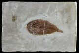 Fossil Hackberry (Celtis) Leaf - Montana #113155-1